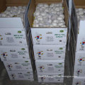 Reliable Supplier of Chinese Fresh White Garlic Packed in 500g X 20/Carton